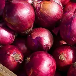  Red Onion