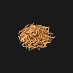 Live Mealworms 50g