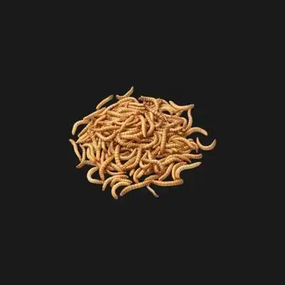 Live Mealworms 50g
