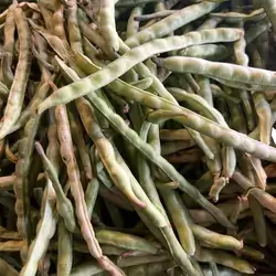 Beans