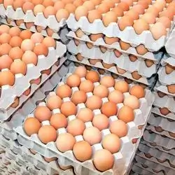 Egg red 8   2000 iq