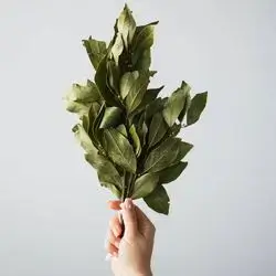 Bay Leaf