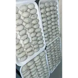 Meat Kibbeh Halab 100 Pcs