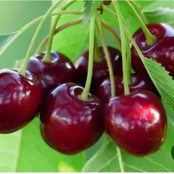 Cherry