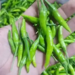 Very Fine Sharp Peppers