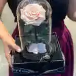 Forever Rose