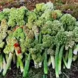 Rhubarb