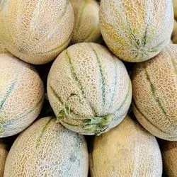 Muskmelon 2-3 KG