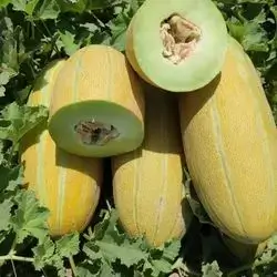 Melon