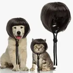 Pet Wig