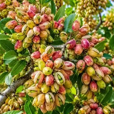 Pistachio - 250 g