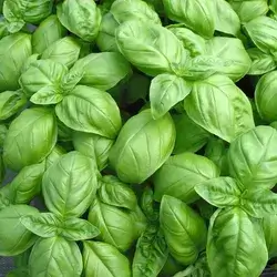 Basil