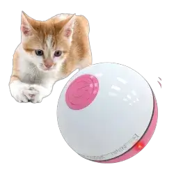 Cat Toy