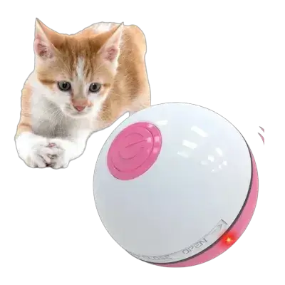 Cat Toy