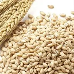 Local Wheat