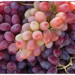 Red Grape