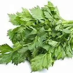 Coriander