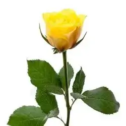 Single Flower - Yellow