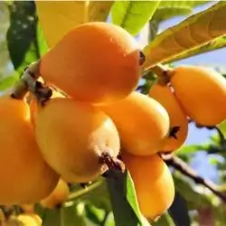 Loquat