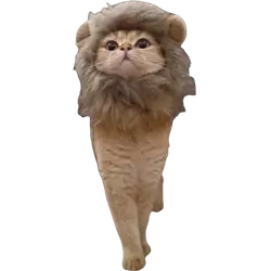 Pet Wig