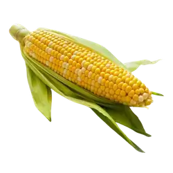 Sweet Corn