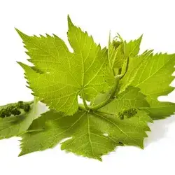 Grape leaves 