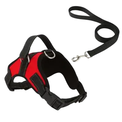Leash & Harness M