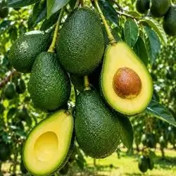 Lebanese avocados
