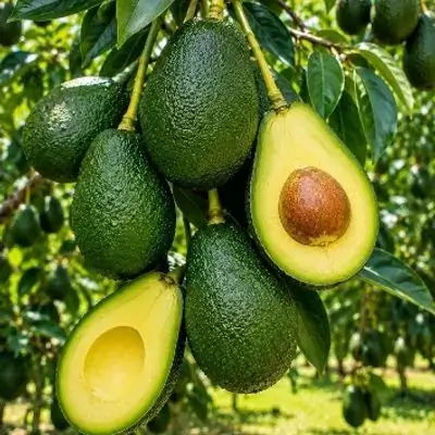 Lebanese avocados