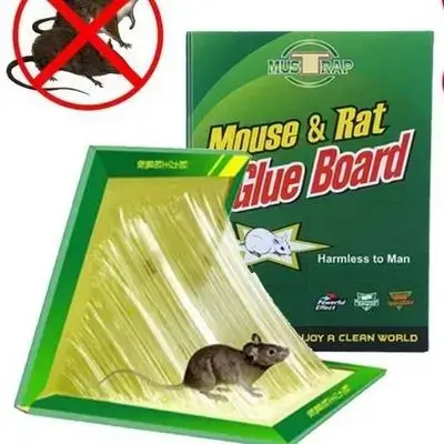 Mouse & Rat Glue Pitfall