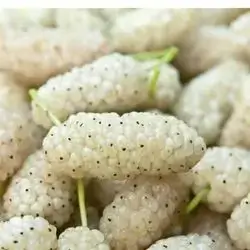 ​White mulberry