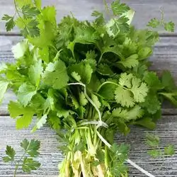 Coriander