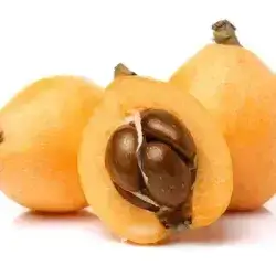 Loquat