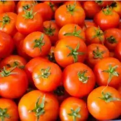 tomato