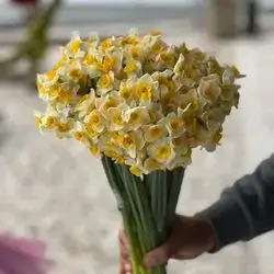 Daffodils flower