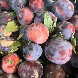 Plum