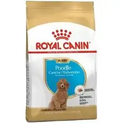 Poodle Puppy 3 Kg