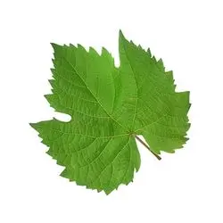 Fresh Grape Leave Kg