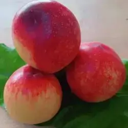 Peach