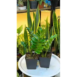 ZZ Plant (Medium)