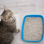 Sand For Cats