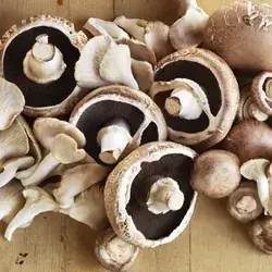 Mushroom