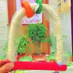 Bird Games