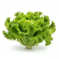 Larousse Green Lettuce