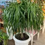 Dracenia italia