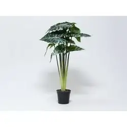 Plant Alocasıa In Pp Pot 80Cm
