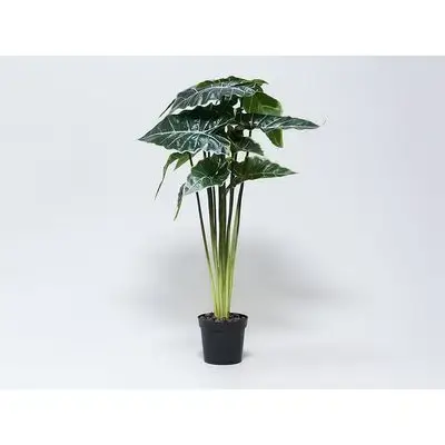 Plant Alocasıa In Pp Pot 80Cm