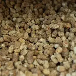 Dried Berries