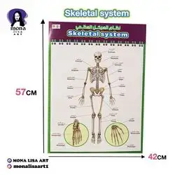 Skeletal system 42x57