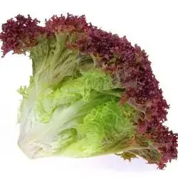 Purple Dutch Lettuce